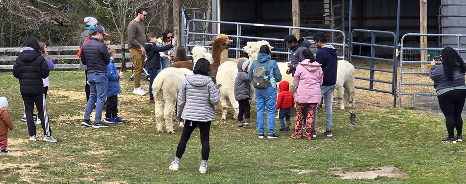 Alpacas are the best. Especially at Alpacas On Allaire
