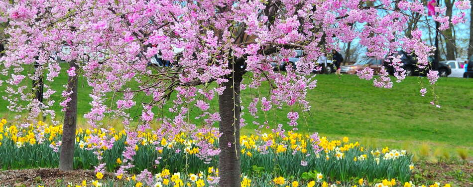 The Cherry Blossom Festival Returns to Essex County!