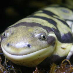 Photos of: Cape May County Park and Zoo -- Birds / Reptiles - 04/19/2012