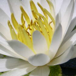 Assunpink Wildlife Management Area - Flora and more - 05/26/2012