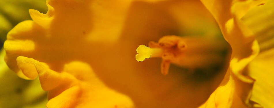 Daffodil Days in Allentown, March 2022